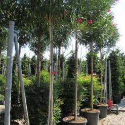 Oleander Als Boom (Nerium Oleander) 19 Oleander Als Boom (Nerium Oleander) -Tuin Verhaal Verkoopwinkel nerium 10 12