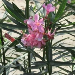 Roze Oleander (Nerium Oleander) 14 Roze Oleander (Nerium Oleander) -Tuin Verhaal Verkoopwinkel nerium roze