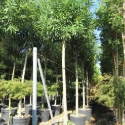 Oleander Als Boom (Nerium Oleander) 21 Oleander Als Boom (Nerium Oleander) -Tuin Verhaal Verkoopwinkel nerium stam