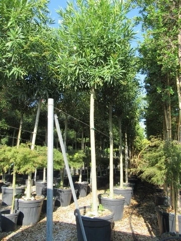 Oleander Als Boom (Nerium Oleander) 11 Oleander Als Boom (Nerium Oleander) - Afbeelding 9