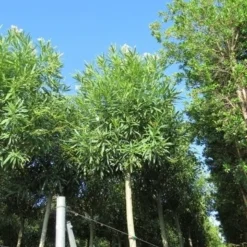 Oleander Als Boom (Nerium Oleander) 20 Oleander Als Boom (Nerium Oleander) -Tuin Verhaal Verkoopwinkel nerium stam 2