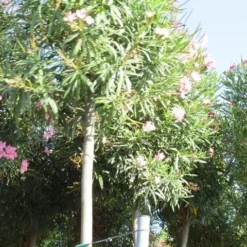 Oleander Als Boom (Nerium Oleander) 22 Oleander Als Boom (Nerium Oleander) -Tuin Verhaal Verkoopwinkel nerium stam 3