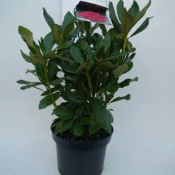 Rhododendron (Rhododendron 'Nova Zembla') -Tuin Verhaal Verkoopwinkel nova zembla c5 voor