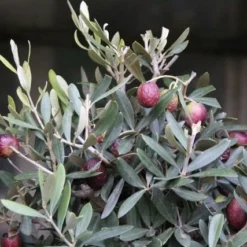 Olijf Als Struik (Olea Europaea) -Tuin Verhaal Verkoopwinkel olea europaea 1 1