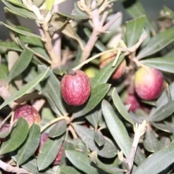 Olijf Als Struik (Olea Europaea) -Tuin Verhaal Verkoopwinkel olea europaea 2 1