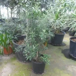 Olijf Als Struik (Olea Europaea) -Tuin Verhaal Verkoopwinkel olea europaea struikvorm 80 100 c20