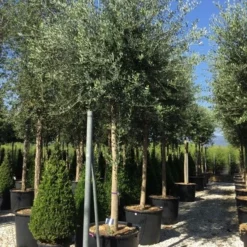 Olijfboom (Olea Europaea ) -Tuin Verhaal Verkoopwinkel olea europea 25 30