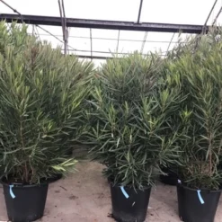 Smalbladige Oleander (Nerium Oleander 'Papa Gambetta') -Tuin Verhaal Verkoopwinkel oleanderpapagambetta 1