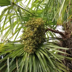 Tuin Verhaal Verkoopwinkel -Tuin Verhaal Verkoopwinkel palm