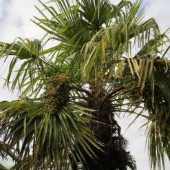 Winterharde Palm (Trachycarpus Fortunei) -Tuin Verhaal Verkoopwinkel palm 3