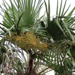 Winterharde Palm (Trachycarpus Fortunei) -Tuin Verhaal Verkoopwinkel palm 5