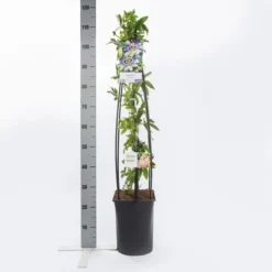 Passiebloem (Passiflora Caerulea) 12 Passiebloem (Passiflora Caerulea) -Tuin Verhaal Verkoopwinkel passiflora caerulea1.00 1.25