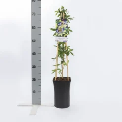 Passiebloem (Passiflora Caerulea) 11 Passiebloem (Passiflora Caerulea) -Tuin Verhaal Verkoopwinkel passiflora caerulea