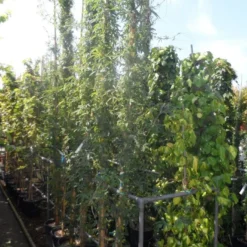 Passiebloem (Passiflora Caerulea) 15 Passiebloem (Passiflora Caerulea) -Tuin Verhaal Verkoopwinkel passiflora caerulea 300 400 c25