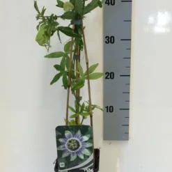 Passiebloem (Passiflora Caerulea) 16 Passiebloem (Passiflora Caerulea) -Tuin Verhaal Verkoopwinkel passiflora caerulea 50 60 c2 1