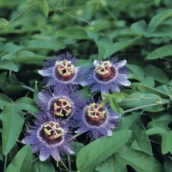 Passiebloem (Passiflora 'Purple Rain')