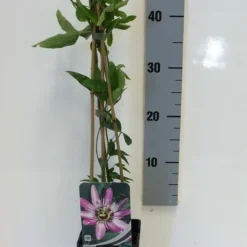 Passiebloem (Passiflora 'Victoria') -Tuin Verhaal Verkoopwinkel passiflora victoria 50 60 c2