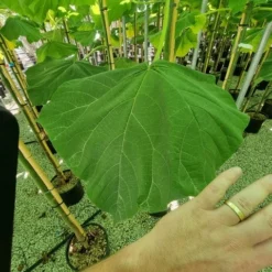 Anna Paulownaboom (Paulownia Fortunei 'Fast Blue') -Tuin Verhaal Verkoopwinkel paulownia fortunei fast blue 3 1