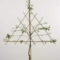 Lei-Peer (Pyrus Communis 'Bonne Louise D'Avranches') -Tuin Verhaal Verkoopwinkel peer leirek 2 1