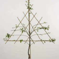 Lei-Peer (Pyrus Communis 'Triomph De Vienne') -Tuin Verhaal Verkoopwinkel peer leirek 2 7