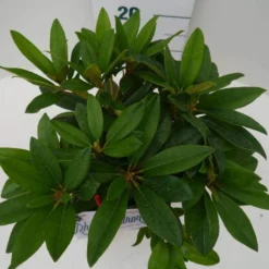 Rhododendron (Rhododendron 'Percy Wiseman') -Tuin Verhaal Verkoopwinkel percy wiseman c2 boven