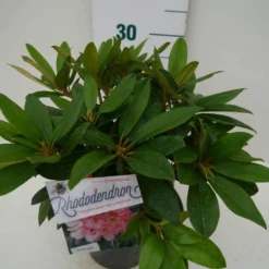 Rhododendron (Rhododendron 'Percy Wiseman') -Tuin Verhaal Verkoopwinkel percy wiseman c2 zij