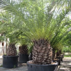 Canarische Dadelpalm (Phoenix Canariensis) -Tuin Verhaal Verkoopwinkel phoenix canariensi