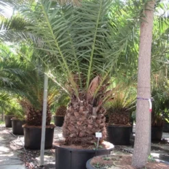 Canarische Dadelpalm (Phoenix Canariensis) -Tuin Verhaal Verkoopwinkel phoenix canariensi 2