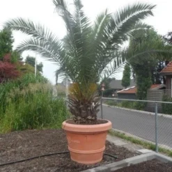 Canarische Dadelpalm (Phoenix Canariensis) -Tuin Verhaal Verkoopwinkel phoenix canariensis 250 300 c500 solitair
