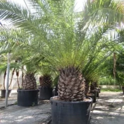 Canarische Dadelpalm (Phoenix Canariensis) -Tuin Verhaal Verkoopwinkel phoenix canariensis 2