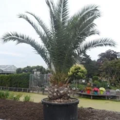 Canarische Dadelpalm (Phoenix Canariensis) -Tuin Verhaal Verkoopwinkel phoenix canariensis 350 400 c1000 solitair