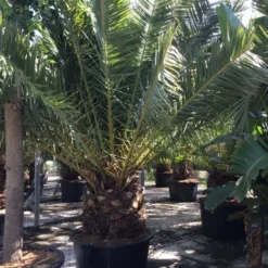 Canarische Dadelpalm (Phoenix Canariensis) -Tuin Verhaal Verkoopwinkel phoenix canariensis 350400cm
