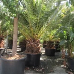 Canarische Dadelpalm (Phoenix Canariensis) -Tuin Verhaal Verkoopwinkel phoenix canariensis 3