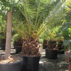 Canarische Dadelpalm (Phoenix Canariensis) -Tuin Verhaal Verkoopwinkel phoenix canariensis 4