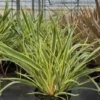 Nieuw-Zeelands Vlas (Phormium 'Duet') -Tuin Verhaal Verkoopwinkel phormium