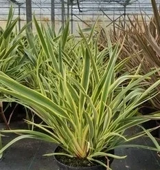 Nieuw-Zeelands Vlas (Phormium 'Duet')