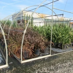 Nieuw Zeelands Vlas (Phormium Tenax 'Purpureum') -Tuin Verhaal Verkoopwinkel phormium 1