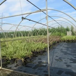 Nieuw Zeelands Vlas (Phormium Tenax) 9 Nieuw Zeelands Vlas (Phormium Tenax) -Tuin Verhaal Verkoopwinkel phormium 2