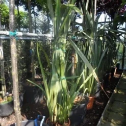 Nieuw Zeelands Vlas (Phormium Tenax) 7 Nieuw Zeelands Vlas (Phormium Tenax) -Tuin Verhaal Verkoopwinkel phormium tenax 150 175 c25