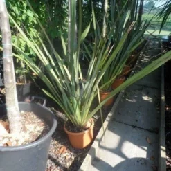 Nieuw Zeelands Vlas (Phormium Tenax) 8 Nieuw Zeelands Vlas (Phormium Tenax) -Tuin Verhaal Verkoopwinkel phormium tenax c7