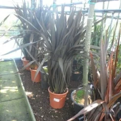 Nieuw Zeelands Vlas (Phormium Tenax 'Purpureum') -Tuin Verhaal Verkoopwinkel phormium tenax purpureum 100 125 c25