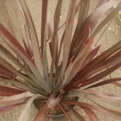 Nieuw Zeelands Vlas (Phormium Tenax 'Purpureum') -Tuin Verhaal Verkoopwinkel phormium tenax purpureum 1