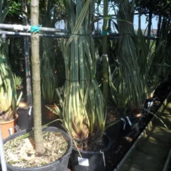 Nieuw Zeelands Vlas (Phormium Tenax 'Variegatum') -Tuin Verhaal Verkoopwinkel phormium tenax variegatum 125 150 175 c50 70