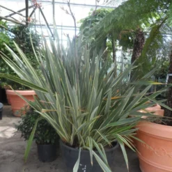 Nieuw Zeelands Vlas (Phormium Tenax 'Variegatum') -Tuin Verhaal Verkoopwinkel phormium tenax variegatum 150 200 c240