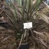 Nieuw Zeelands Vlas (Phormium Colensoi 'Platt's Black') -Tuin Verhaal Verkoopwinkel phorniumcolensoiplatt01