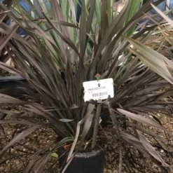 Nieuw Zeelands Vlas (Phormium Colensoi 'Platt's Black')