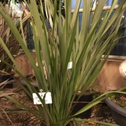 Nieuw Zeelands Vlas (Phormium Tenax 'Golden Ray') -Tuin Verhaal Verkoopwinkel phorniumtenax02 1