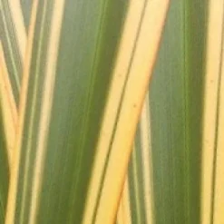 Nieuw Zeelands Vlas (Phormium Tenax 'Golden Ray') -Tuin Verhaal Verkoopwinkel phorniumtenaxgr01 2