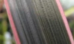 Nieuw Zeelands Vlas (Phormium Tenax 'Pink Stripe') 7 Nieuw Zeelands Vlas (Phormium Tenax 'Pink Stripe') -Tuin Verhaal Verkoopwinkel phorniumtenaxps01 2