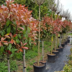 Glansmispel Op Stam (Photinia Fraseri 'Red Robin') 24 Glansmispel Op Stam (Photinia Fraseri 'Red Robin') -Tuin Verhaal Verkoopwinkel photinia